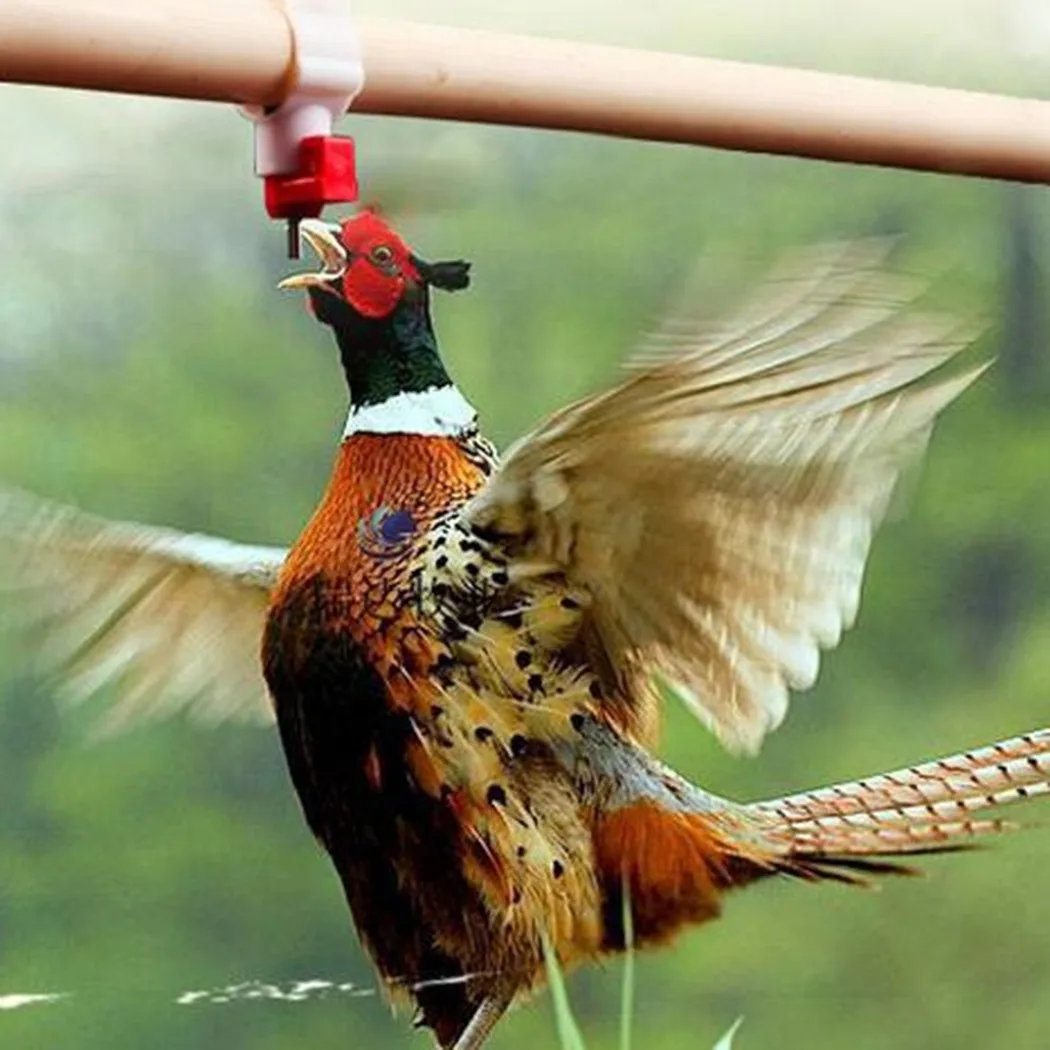 

10* Automatic Chicken Water Nipples Drinker Automatic Poultry Water Drinker Drinking Bowl Birds Water Bowl Drinker Cups