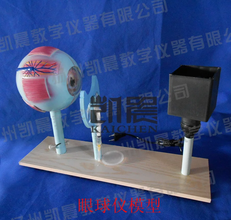 Eye instrument model crystalline lens Variable curvature eyeball imaging Eye structure teaching apparatus free shipping