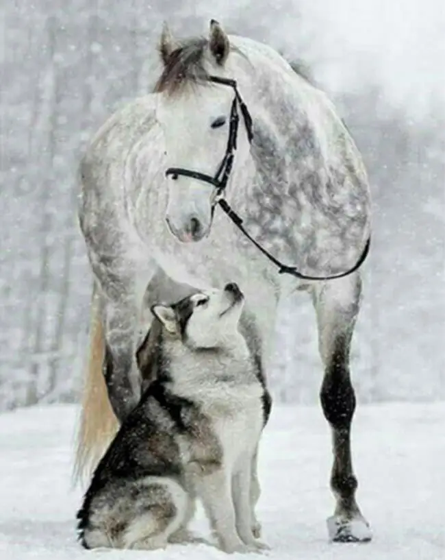 Полностью Алмазная 5D картина для творчества алмазная вышивка крестиком мозаика