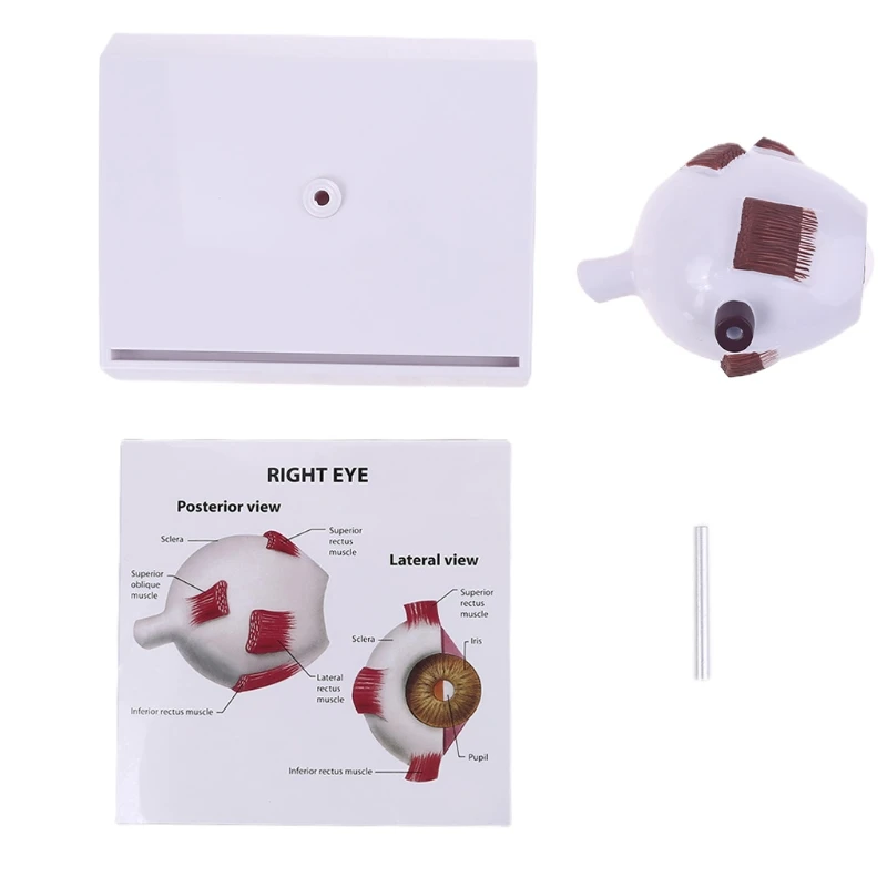 

Human Right Eye Eyeball Model Cross Section Anatomical Glaucoma Display Study Teaching Tool