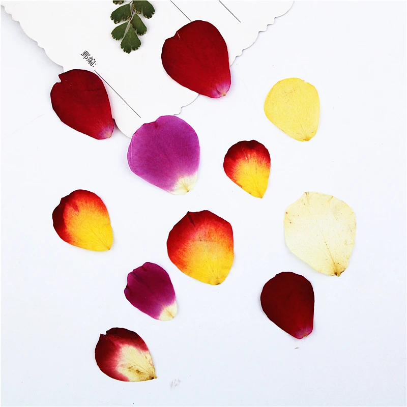 1 5 см/20 шт настоящие лепестки цветов прессованные для DIY свечей подарочная карта