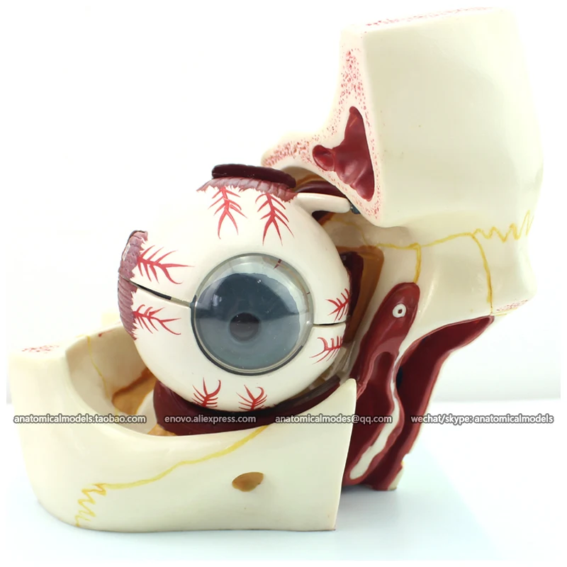 

CMAM/12527 Eye-Eyeball orbit, 10parts, Human E.N.T. Medical Teaching Anatomical Model