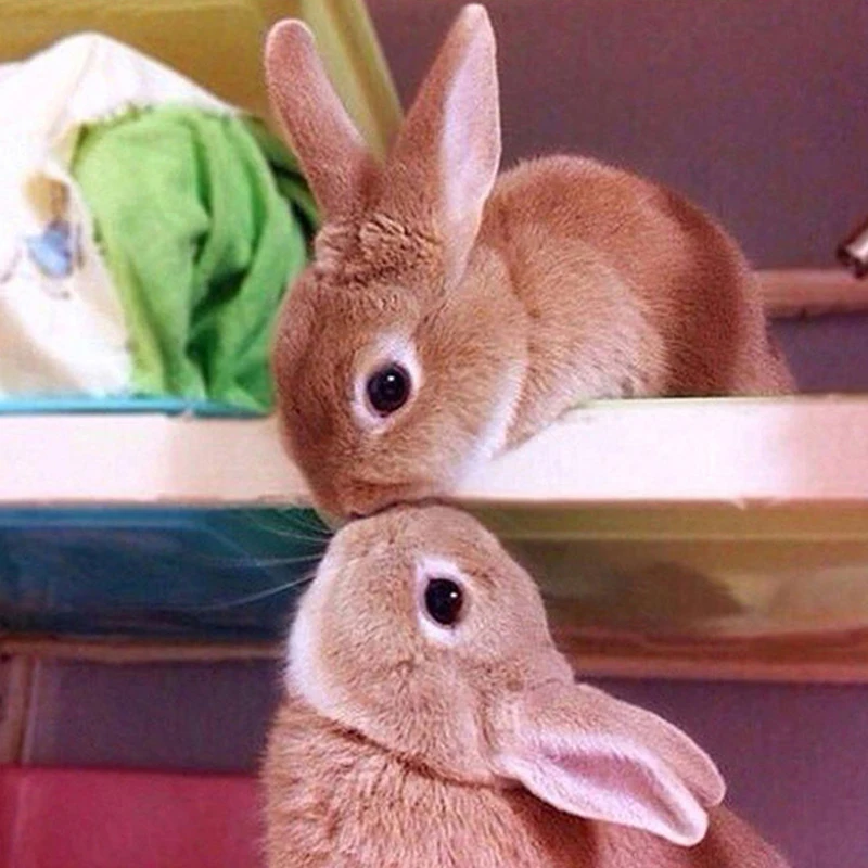 5D алмазная картина животное &quotмилый кролик пара&quot полная круглая Алмазная