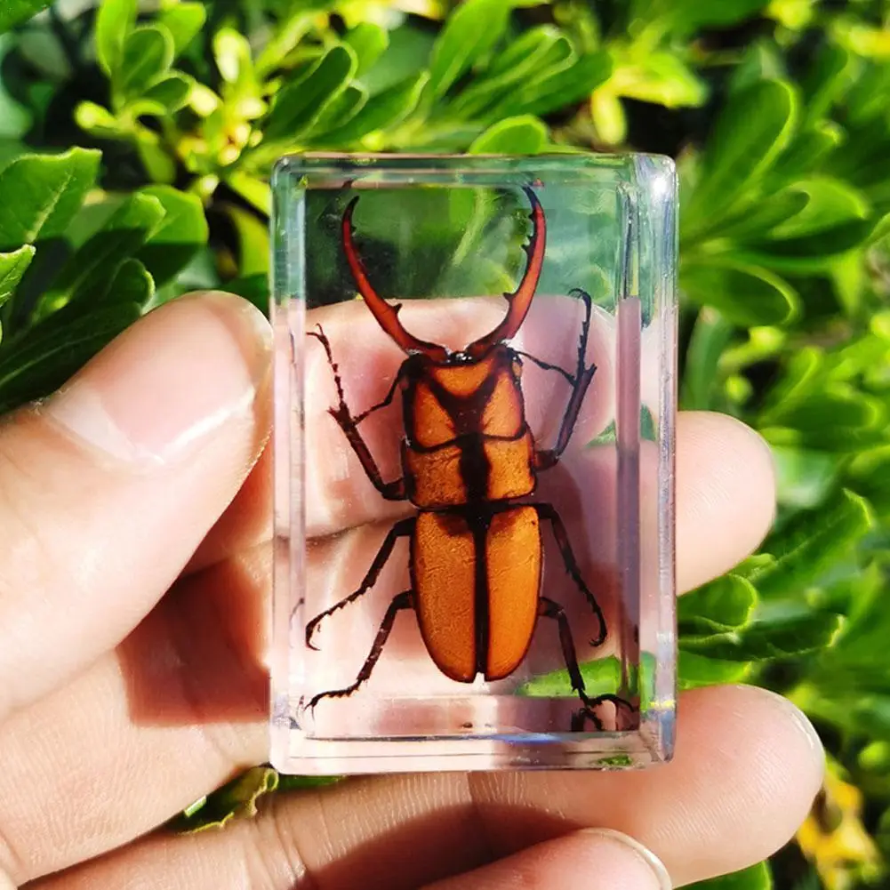 

Transparent Resin Amber Insect Specimens Beetle Scorpion Pendant Rectangular Ornaments Stone CraftsTeaching Tools