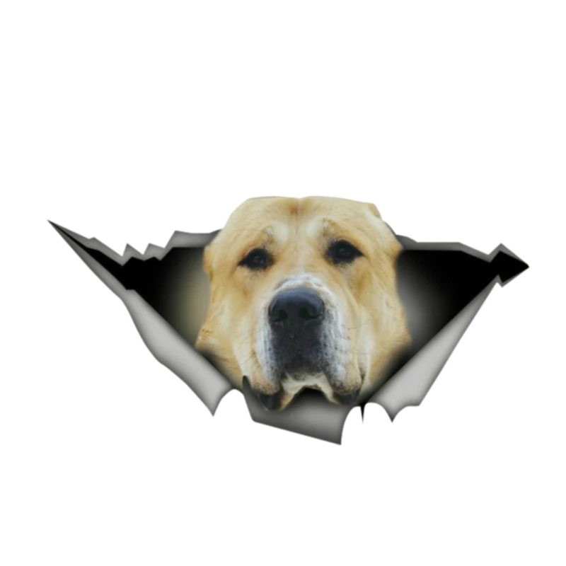 DAWASARU Золотая наклейка 3D Pet графическая виниловая на окно автомобиля бампер для