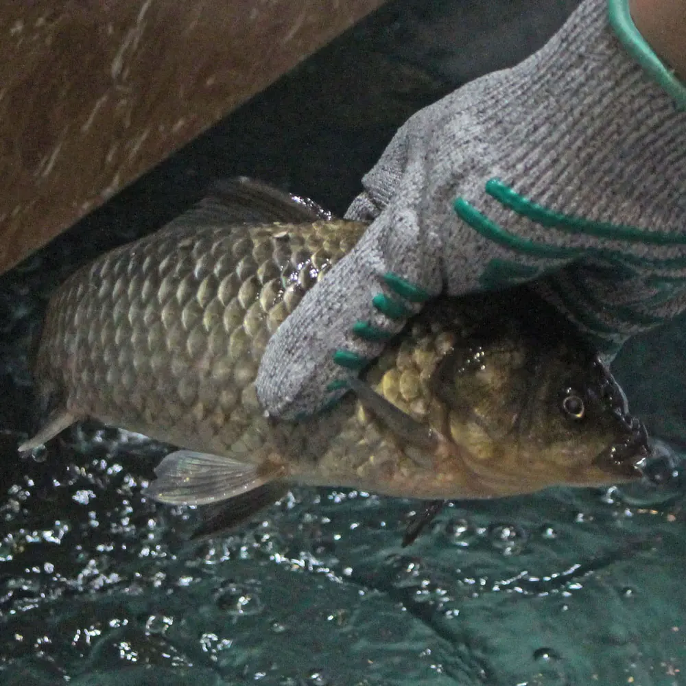 1 пара женские нескользящие перчатки из силикона с защитой от порезов | Дом и сад