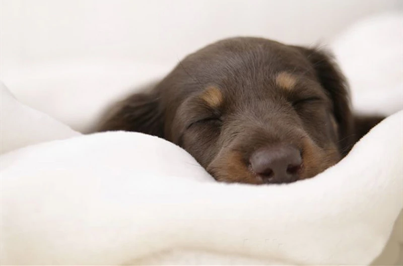 Мягкие кровати для собак, диван для кошек, лучший домик для домашних животных для маленьких и средних собак, гнездо для кошек, Классический английский стиль, зимняя теплая спальная кровать, коврик для щенка