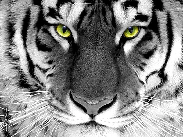 

Full Square 5D DIY Diamond Painting Tiger Painted Mosaic Embroidery Cross Stitch Embroidery Christmas Decorations For Home Gift