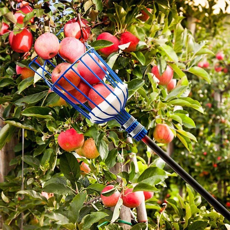 

New Fruit Picker Basket Twists Into Standard US Threaded Extension Pole Fruit Harvester Attachment