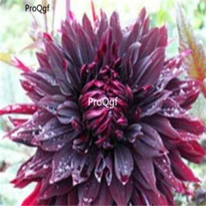 Ngryise 15 шт набор Dahlia лампочка - Цвет: 15