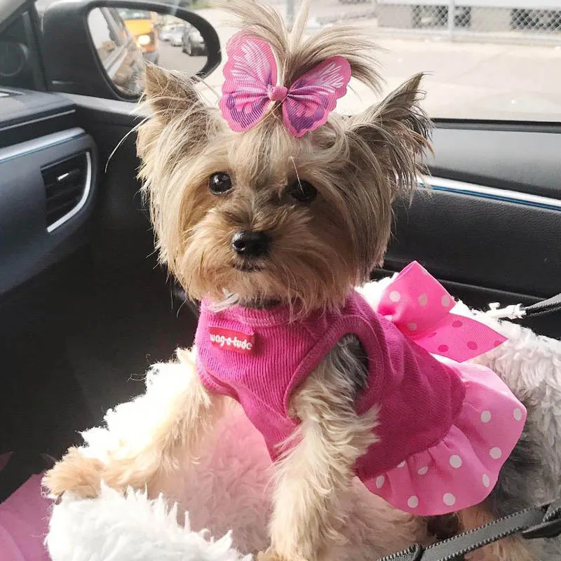 

10pcs/pack Pet Cat & Dog Hair Bows Rubber Bands Butterfly Dog Hair Clip Rubber for Dog Pet Hair Accessories Cat & Dog Accessorie