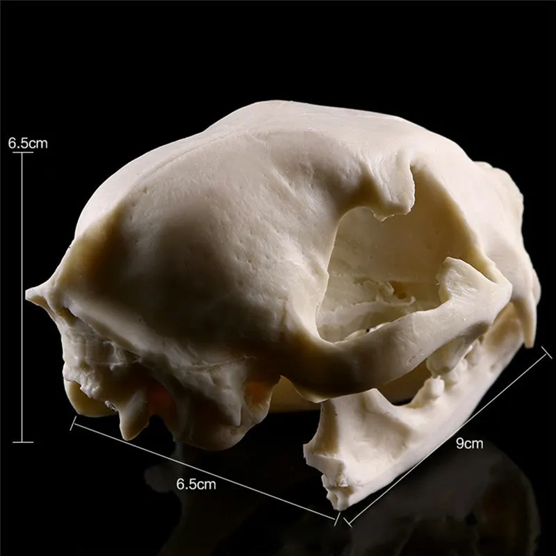 

Realistic Cat Skull Resin Replica Teaching Skeleton Model Aquarium Halloween Props