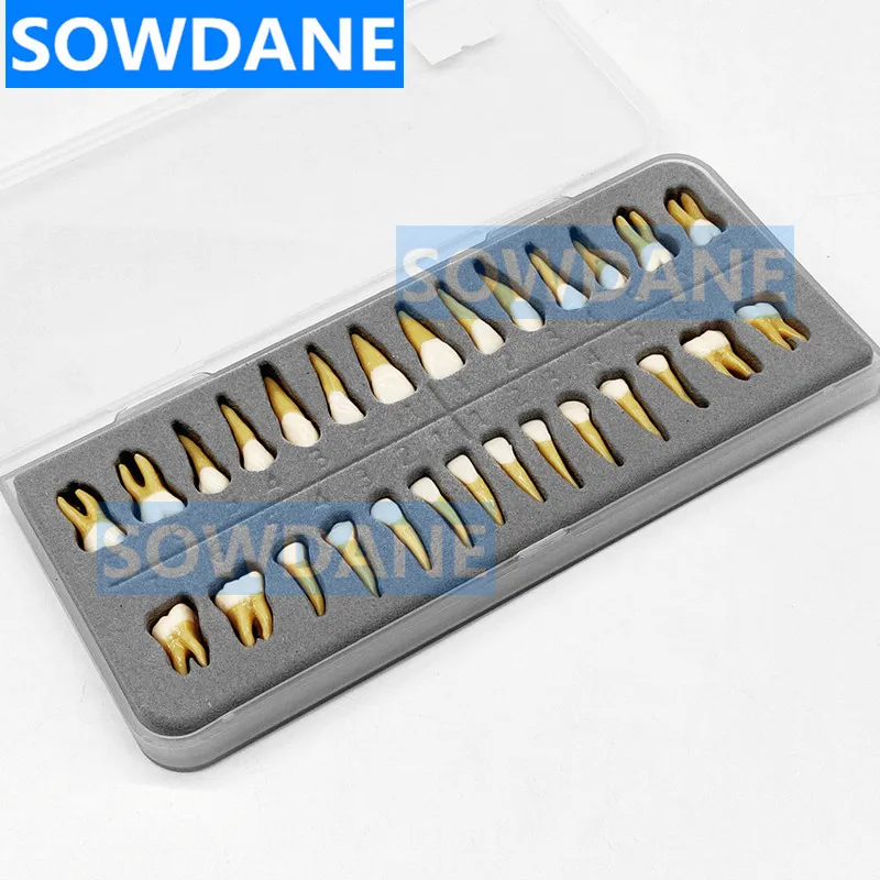 Стоматологическая 28 шт. 1:1 демонстрации постоянных зубов научить исследование