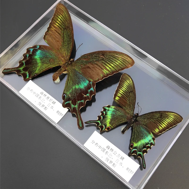 56 real butterfly specimens ornaments insect spreading wings specimen box monarch decoration | Дом и сад
