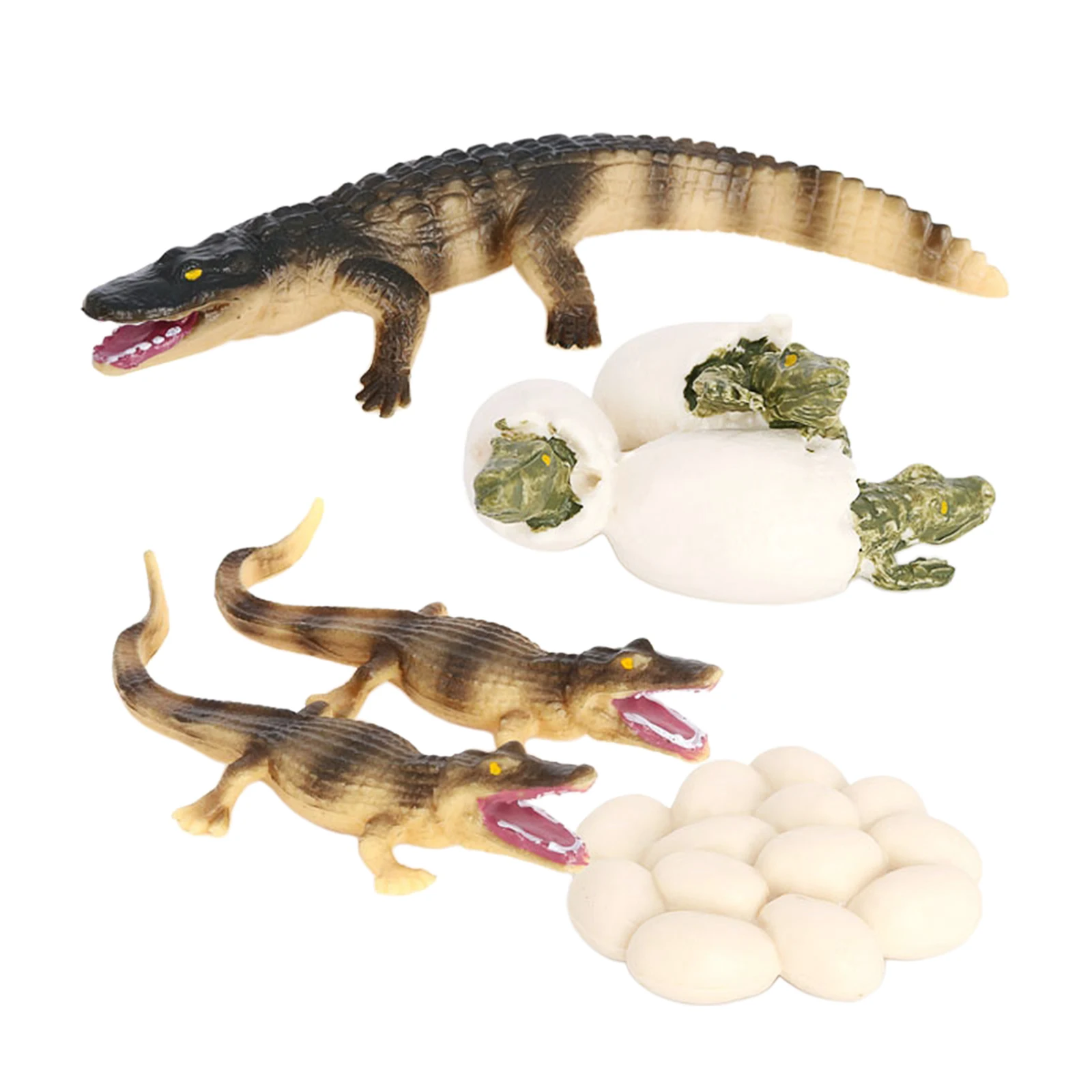 

4Pcs Nature Crocodile Growth Toy Animal Growth Cycle Teaching Aids Realistic