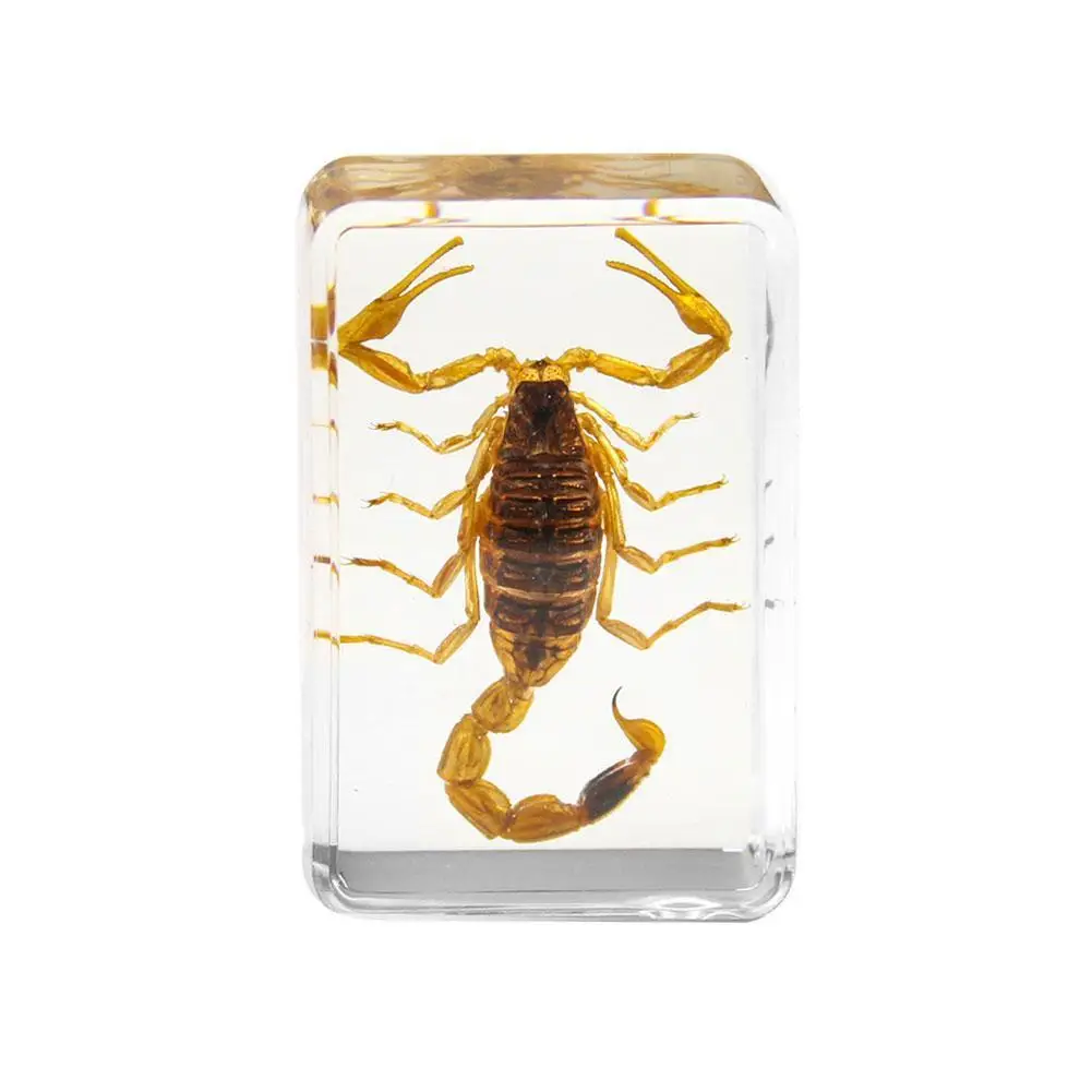 

New Insect Stone Natural Scorpions Inclusion Amber Specimen Home Decorative Stone Resin Cfraft Paperweight Party Travel Gift