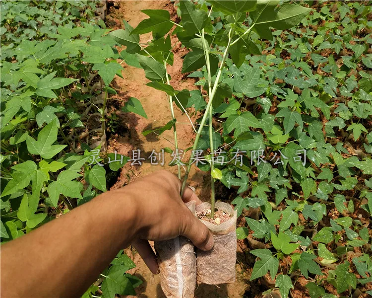 

Super Sweet Tasty - High yield Fresh Dwarf Papaya Fruit Semillas - 50pcs FINEST Semillas
