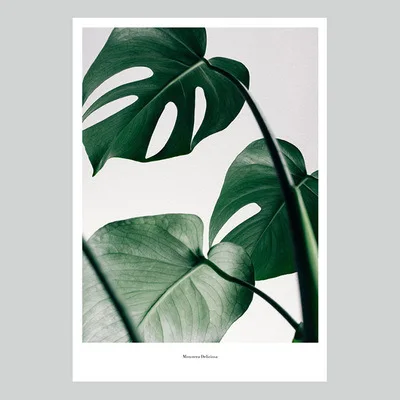 Постеры и принты зеленых растений в скандинавском стиле Monstera Deliciosa настенные - Фото №1