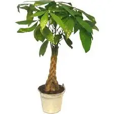 10 Rare Money Tree Free Shipping | Nursery Pots