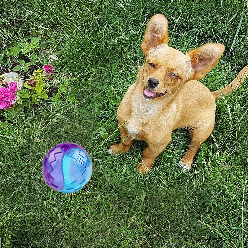 

Gatos Accesorios Pet Dog Toy Puppy Squeaky Chew Toy Sound Pure Natural Non-toxic Rubber Outdoor Dog Cat Toy Pet Supplies