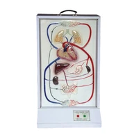 medical colleges students teaching equipment heart beat and blood circulation system electric medical teaching model bix a2129