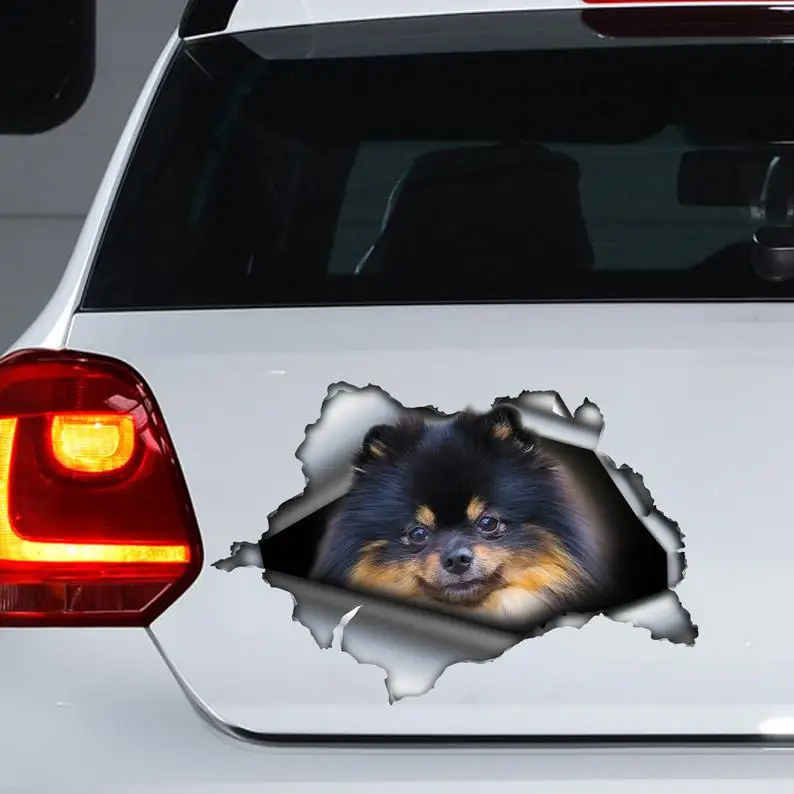 

Black and brown Pom decal , Pomeranian magnet, Pomeranian car decal, Pom car sticker