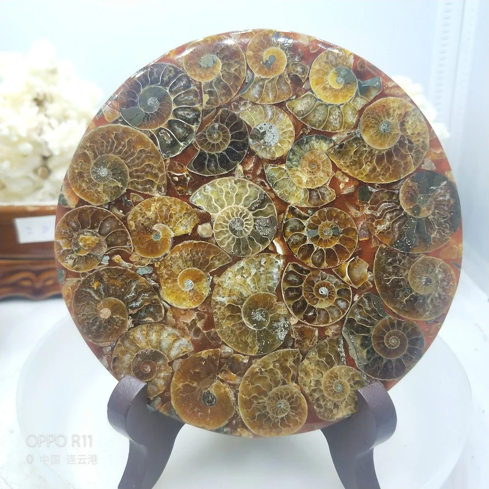 Ammonite Fossil Slice Plate Natura Shell a compassl MADAGASCAR FOSSIL SPECIMEN HEALING fashion wedding decoration