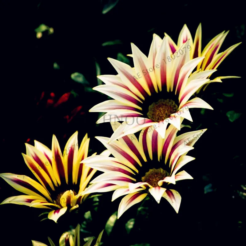 100 шт./пакет разноцветные Gazania rigens flores, цветок растения для дома и сада, бонсай для внутреннего и наружного спорта посадки