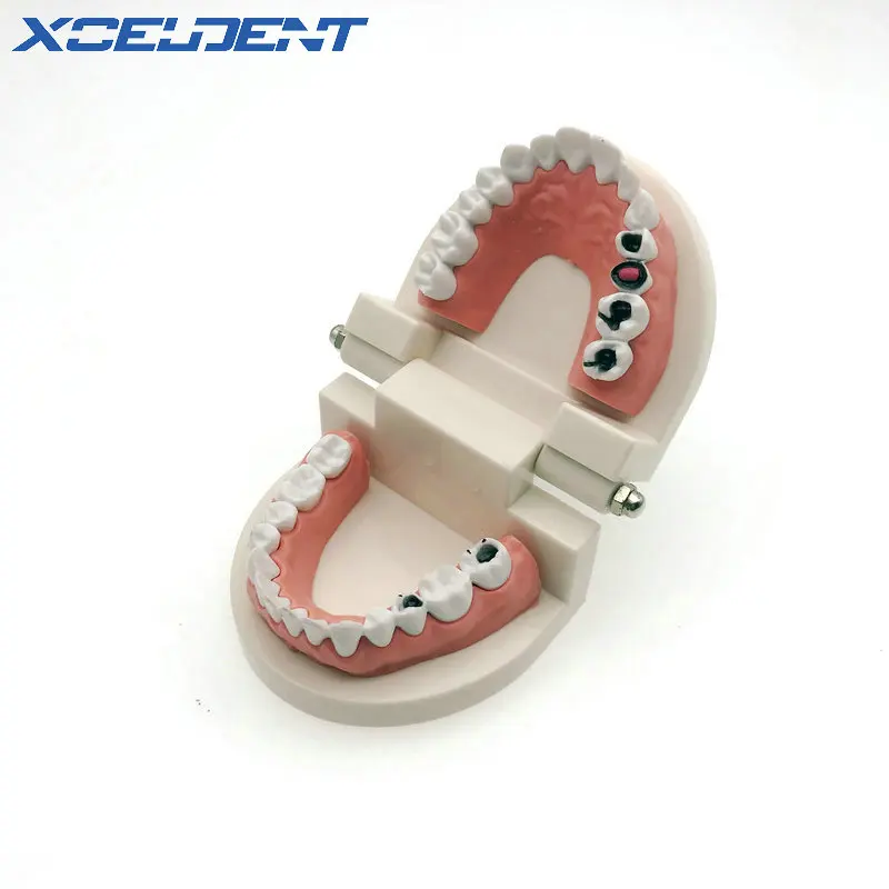 1 шт. модель для обучения и зубам взрослых размер стоматологического инструмента