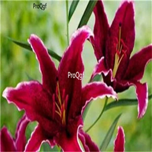 2 Ngryise 20 шт набор Lilium brownii Lily - Цвет: 2