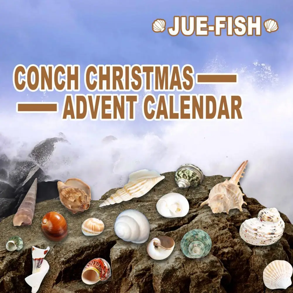 

Accessory 1 Box Useful 24 Grid Conch Christmas Advent Calendar DIY Countdown Christmas Shell Box Eye-catching Kids Gift