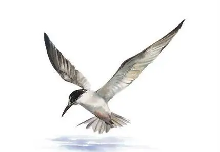 Больше стилей красивые птицы художественный шелковый постер для украшения стен