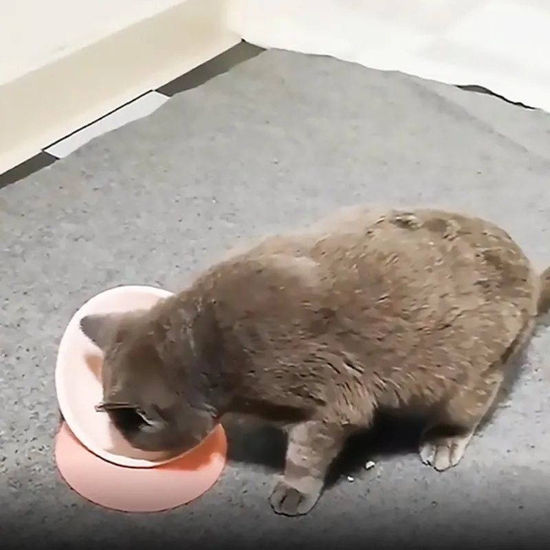 

Pet кошачья миска розовый 360-градусов угол наклона чаша с подставкой прочная нескользящая домашних животных Еда воды миска для собак домашни...