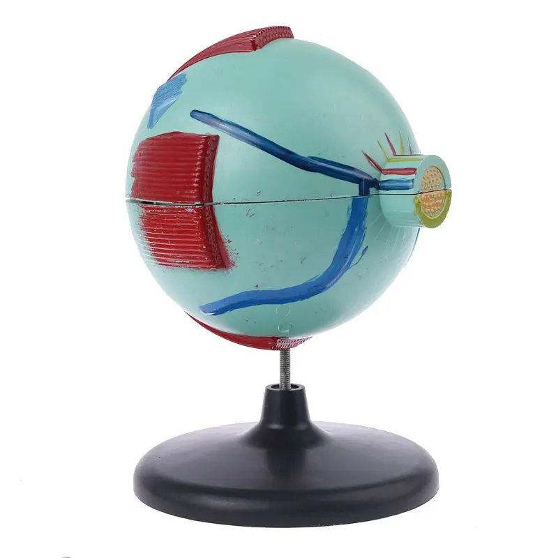 6x съемная модель глазного яблока для человеческого глаза внутренняя структура