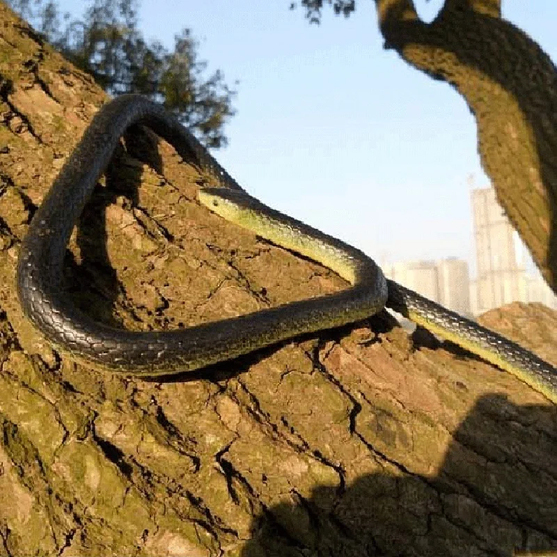 

1. Realistic Rubber Toys Fake Snakes Safari Props Halloween Joke Trick Gift
