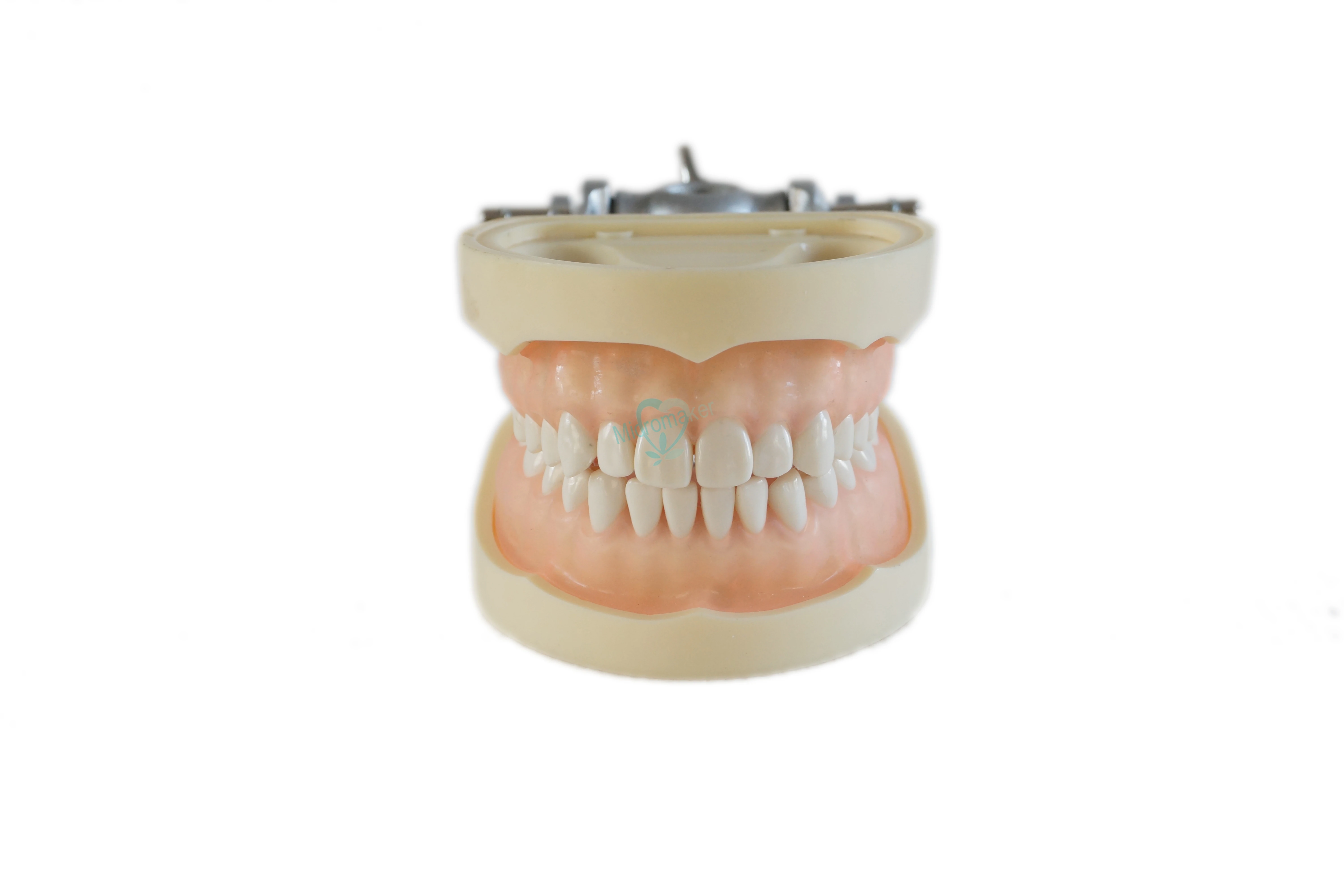 Мягкая резинка все съемные Стоматологическая модель зубов 28 шт.