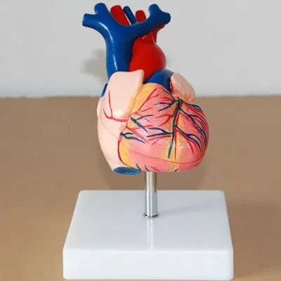 

Medical model of the human heart Heart anatomy1:1 free shipping