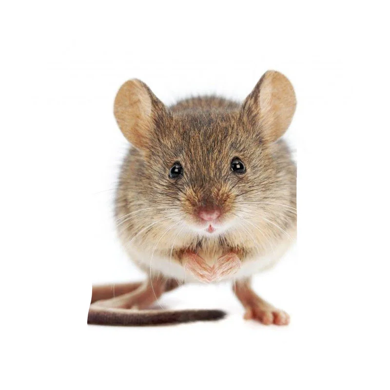 

Summer Latest Men'S And Women'S Fashion Round Neck Cute Little Mouse Pattern 3D Printing Sports And Leisure T-Shirt XXS-6XL