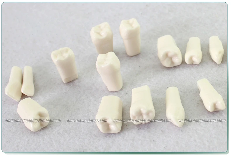 

12576 / NISSIN-500 Type Compatible Screwed Permanent Tooth , Medical Science Educational Teaching Anatomical Models