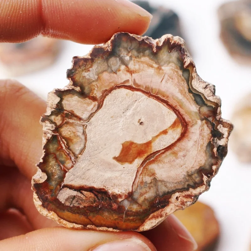 1 шт. натуральное дерево Fossil Slice минеральный образец для домашнего украшения один
