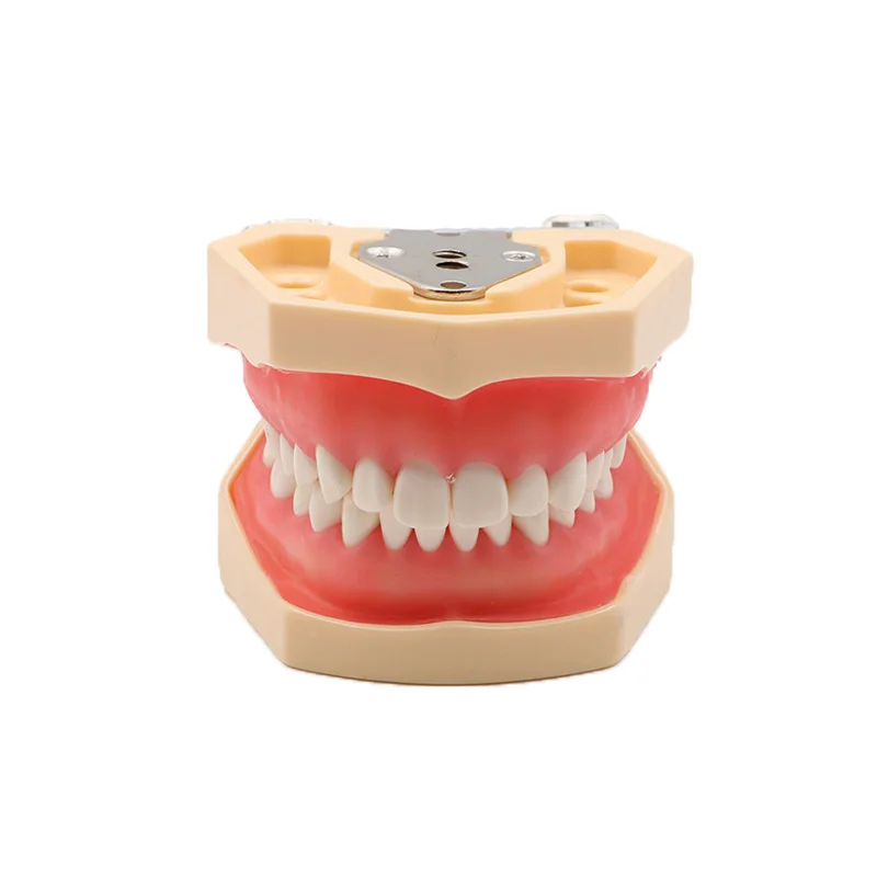 

28Pcs Teeth Dental Educational Model Screw Fixed with Soft Gum and FE Articulator for Dental Education