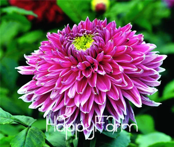 Харди жаростойкий разных многолетние Dahlia цветочных растений, 100 шт./упак., светильник Ароматный сад бонсай,# NSD9SG - Цвет: 1