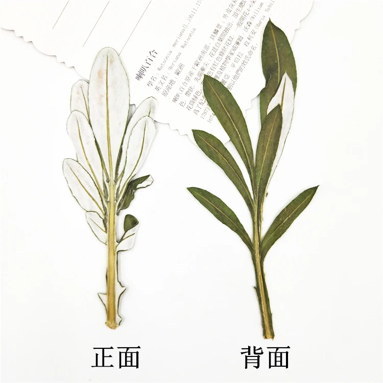 8 шт. натуральные зеркальные листья для фотографий|Искусственные и сухие цветы| |