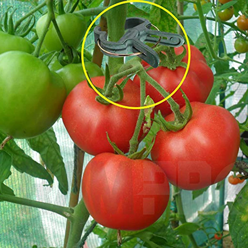 20 шт. Микс зеленый нежный Садоводство завод &amp цветок Зажимы рычаг петля вышлите