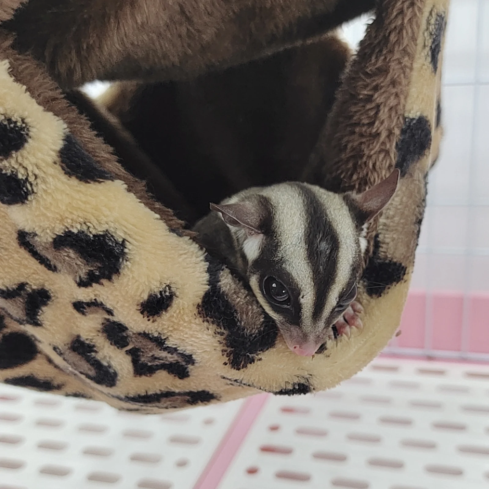 Теплые хомяк гамак подвесные кровати зимние домашние тапочки с изображением