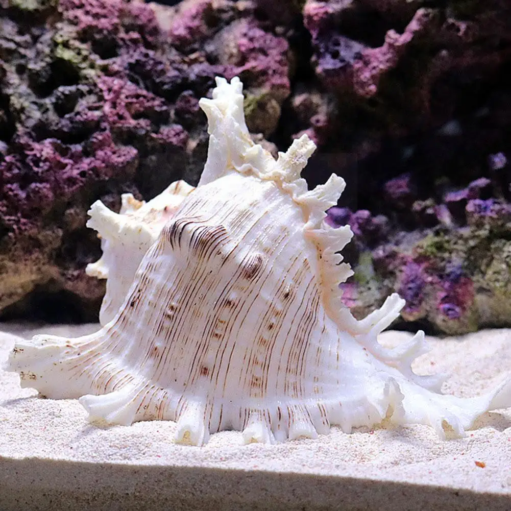 

Выбор подлинных больших морских пейзажей. Смешанный морской Kylin Snail оригинальный натуральный аутентичный G4l4