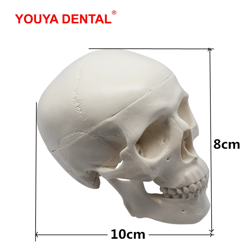 Недорогая модель 3D человеческого анатомического черепа 1 шт. съемная анатомии