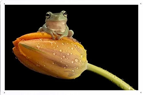 

World Animal Poster - Frog Tin Sign