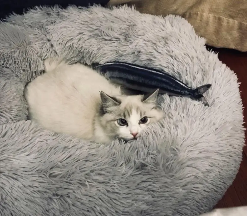 Зимний теплый длинный плюшевый супер мягкий собачий Кот круглая кровать питомник круглая собака глубокая спальная кровать для маленьких собак кошек