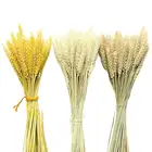 Натуральное украшение из пшеницы, зайцехвост, трава для свадьбы, высушенные цветы для дома сделай сам, букет из высушенных цветов Typha Phragmites реального цвета
